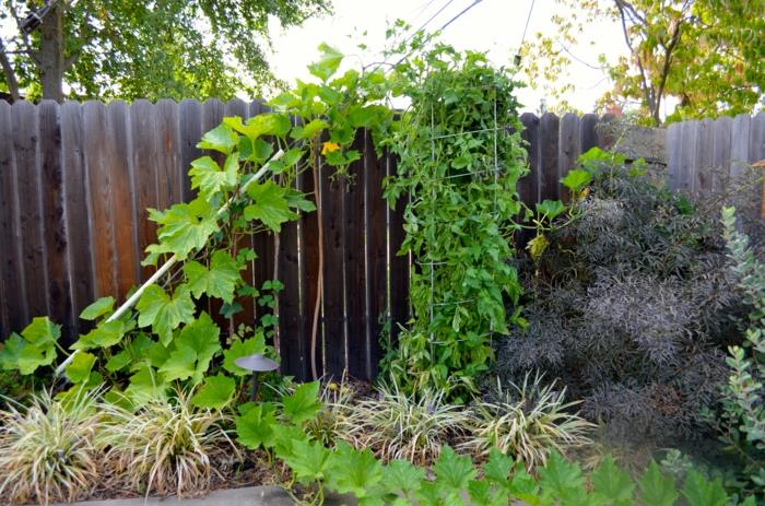 σχήμα κήπου εικόνες φράχτη πίσω αυλή αναρριχώμενα φυτά
