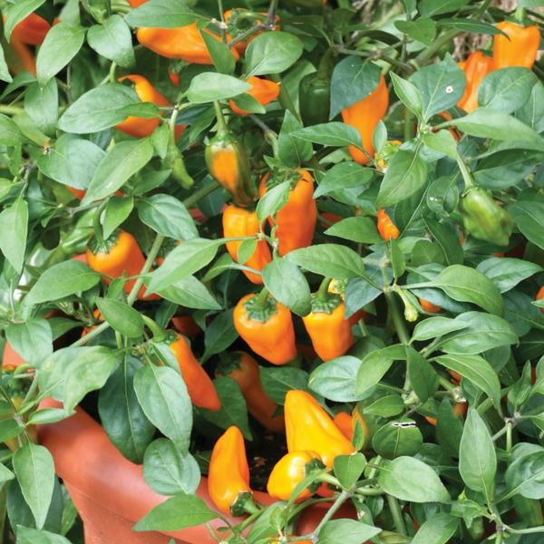 σχεδιασμός κήπου κηπουρική καλλιεργήστε πιπέρι