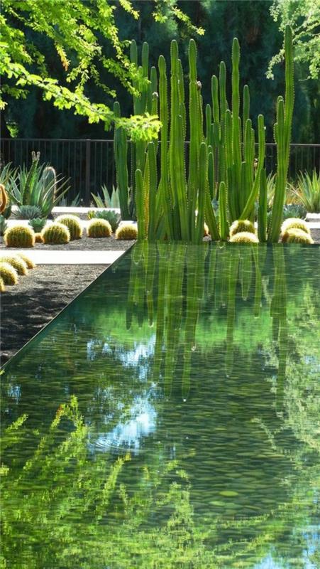 ιδέες κήπου κάκτοι σχεδιασμός κήπου νερό λίμνη κήπου