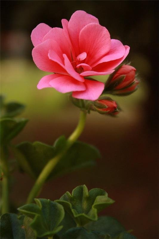φυτά κήπου γεράνι λουλούδι ροζ