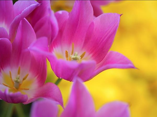 φυτά κήπου τουλίπες μοβ λουλούδια