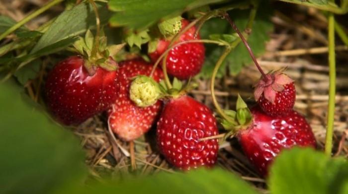 τάσεις κήπου συμβουλές κηπουρικής φράουλες