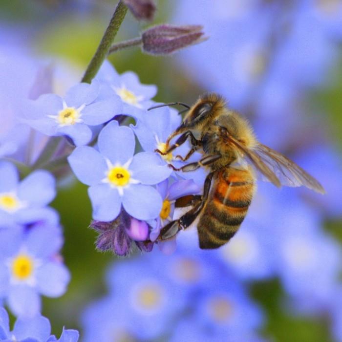 τάσεις κήπου καλοκαίρι 2018 συμβουλές κηπουρικής μέλισσα ξεχάστε-με-μη