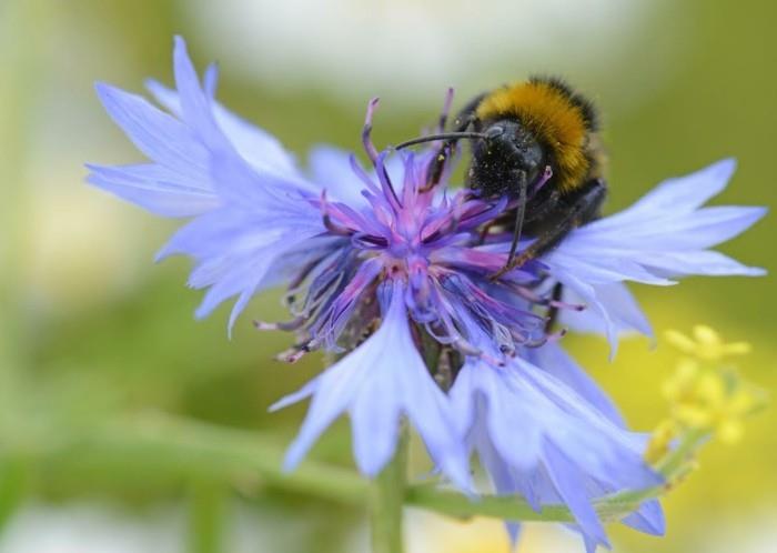 τάσεις κήπου καλοκαίρι 2018 συμβουλές κήπου μέλισσα