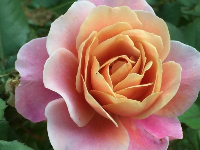 τάσεις κήπου καλοκαίρι 2018 συμβουλές κηπουρικής νοσηρά τριαντάφυλλα περίεργα