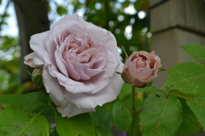 τάσεις κήπου καλοκαίρι 2018 συμβουλές κηπουρικής νοσηρά τριαντάφυλλα