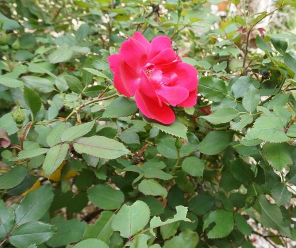 ιδέες αναδιαμόρφωσης κήπου ανοιξιάτικα λουλούδια τριαντάφυλλο