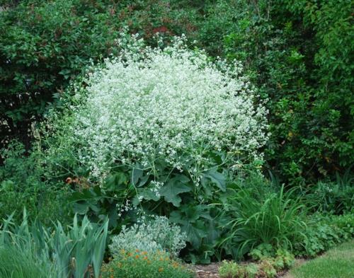 Ιδέα σχεδιασμού κηπουρικής και εξωραϊσμού φυτικά λάχανο λευκά λουλούδια