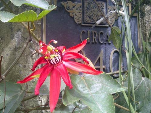 ιδέες κηπουρικής και εξωραϊσμού κόκκινο λουλούδι πασιφλόρα
