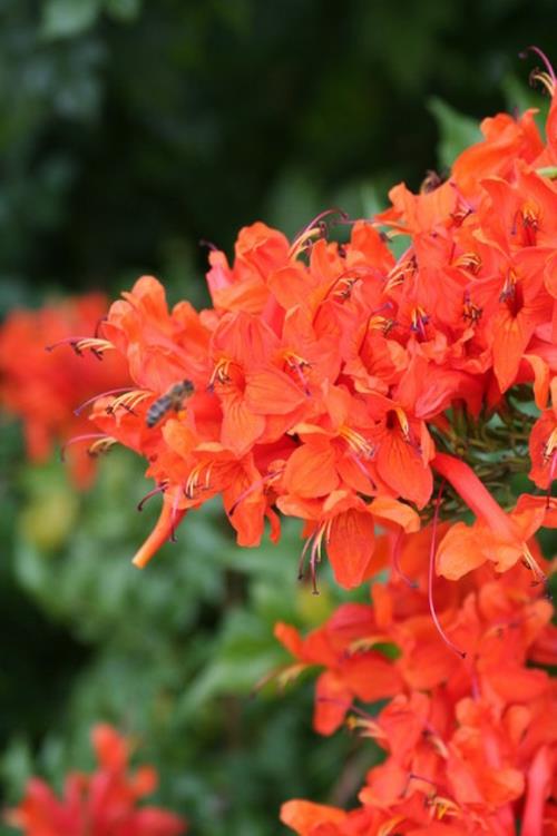 ιδέες κηπουρικής και εξωραϊσμού tecoma capensis