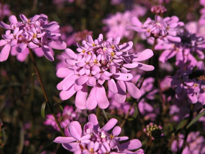 Ομορφύνετε λουλούδια κήπου Iberis umbellata μοβ λουλούδια