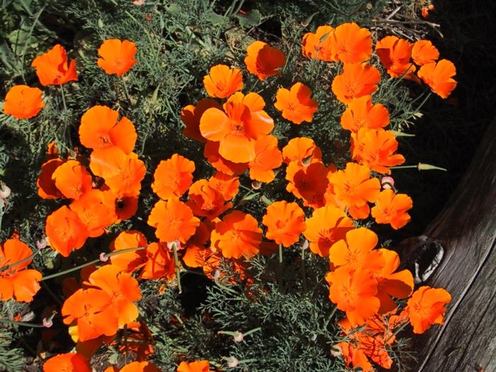 Ομορφύνετε τον κήπο σας τα άνθη πορτοκαλιάς παπαρούνας της Καλιφόρνια