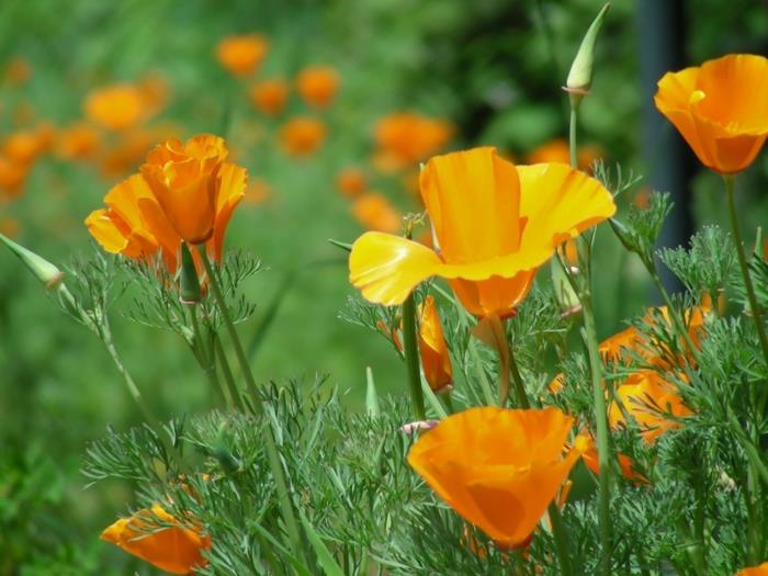 Ομορφύνετε τον κήπο καλοκαιρινά λουλούδια παπαρούνας Καλιφόρνια