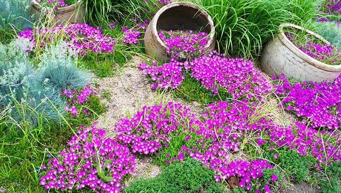 ομορφύνει κήπο φρέσκο ​​σχεδιασμό κήπου εδάφους κάλυμμα μοβ λουλούδια