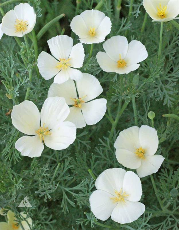 κήπος ομορφαίνουν φυτά καλοκαιρινά λουλούδια λευκό παπαρούνας Καλιφόρνια