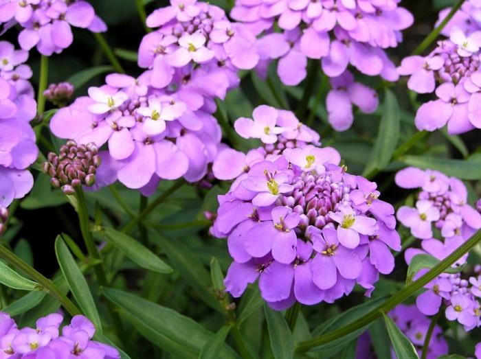 Ομορφύνει τον κήπο candytuft Iberis umbellata