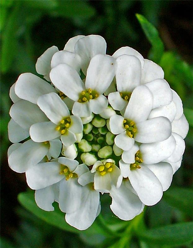 ομορφύνουν τον κήπο candytuft iberis sempervirens ανθίζουν λευκό