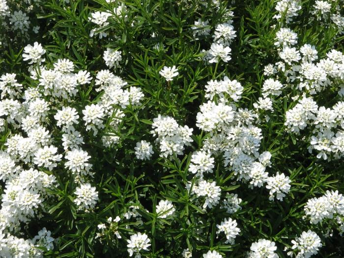 ομορφύνει τον κήπο candytuft iberis sempervirens