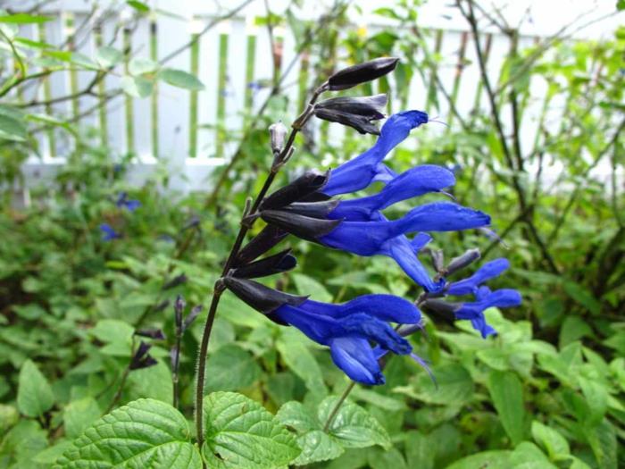 κήπος ομορφαίνουν καλοκαιρινά λουλούδια φασκόμηλο μπλε
