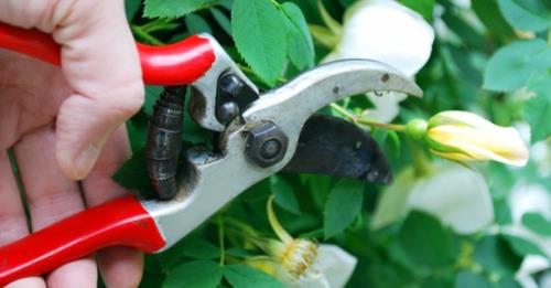 κηπουρική φύτευση ιδέες άνοιξη εύκολο εύκολο τσίμπημα