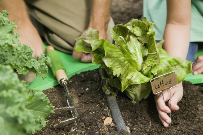 κέντρο κήπου κηπουρική κηπουρική καλλιέργεια σαλάτες πλαστικά γάντια