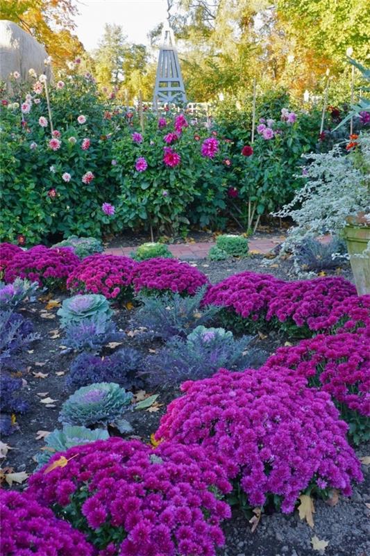 εικόνες σχεδιασμού κήπου μοβ λουλούδια φυτά