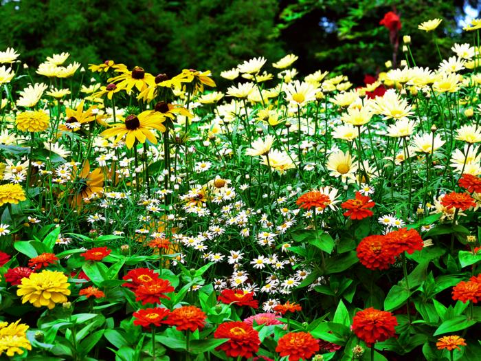 σχέδιο κήπου φυτά κήπου χρωματιστά λουλούδια