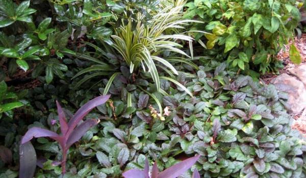 εξωραϊσμός φυτά κήπου günsel σέρνεται πέτρινο πεζοδρόμιο μακριά