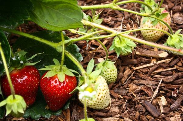 ιδέες σχεδιασμού κήπου βρώσιμα φυτά φράουλες