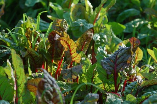 ιδέες σχεδιασμού κήπου βρώσιμα φυτά τσάρντ που δαγκώνουν λάχανο