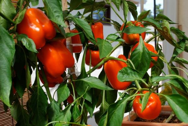 ιδέες σχεδιασμού κήπου βρώσιμα φυτά πιπεριές