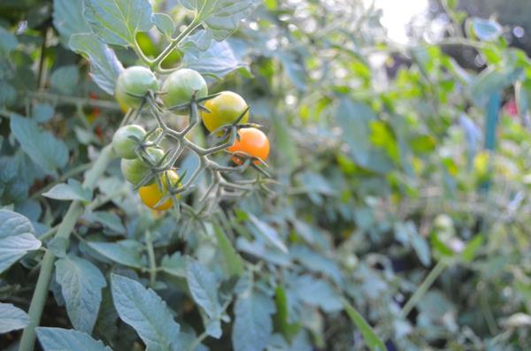 ιδέες σχεδιασμού κήπου βρώσιμα φυτά ντομάτες