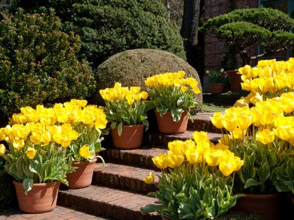ιδέες σχεδιασμού κήπου κίτρινες τουλίπες γλάστρες σκάλες