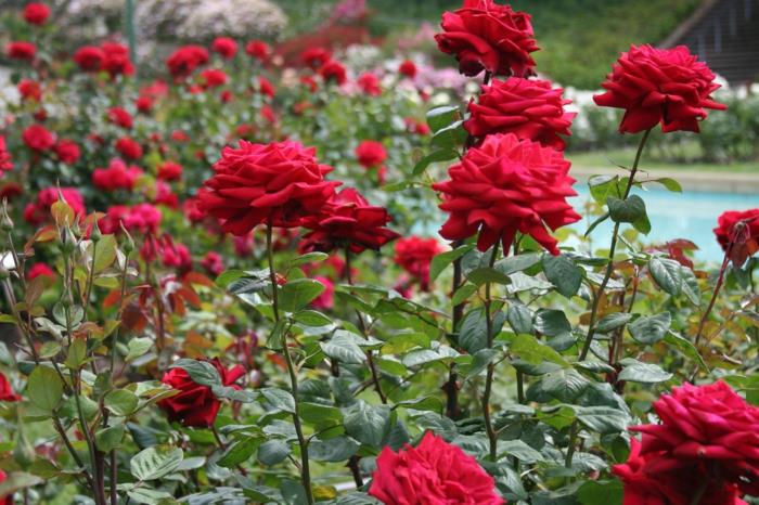 ιδέες σχεδιασμού κήπου τριαντάφυλλα κόκκινο ιταλικό στυλ