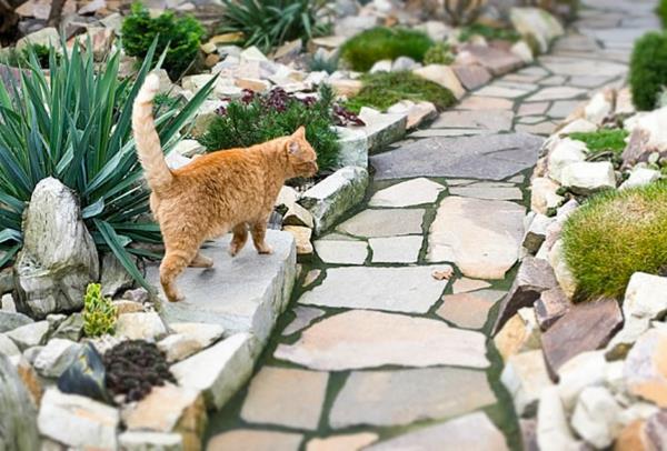 πέτρες κήπου αυλή φυτό γάτα μακριά