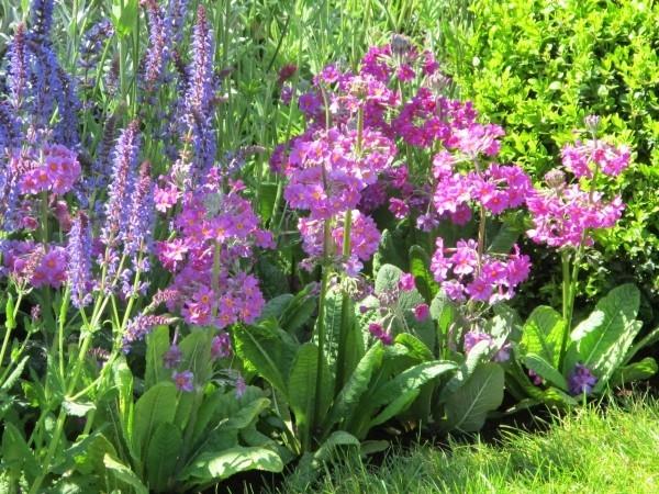 σχεδιασμός κήπου υπέροχα φυτά σε μοβ χρώμα