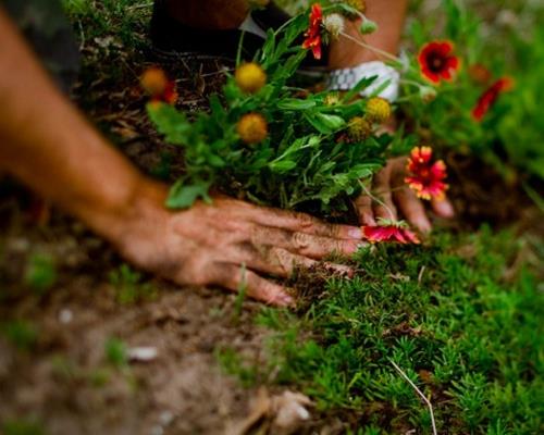 κόλπα σχεδιασμού κήπου συμβουλές μεταφύτευσης λουλουδιών