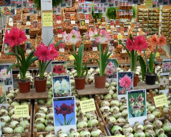συμβουλές σχεδιασμού κήπου αγορά φύτευσης φροντίδας βολβού λουλουδιών