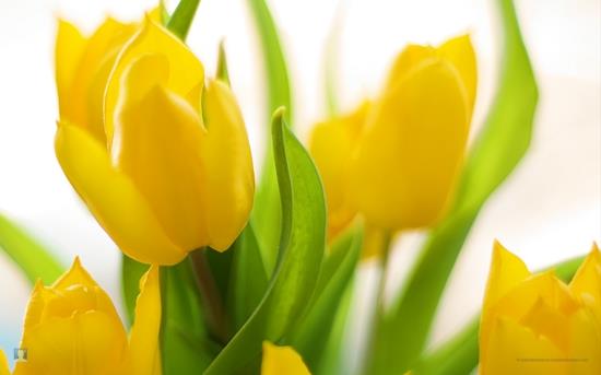 συμβουλές σχεδιασμού κήπου βολβοί λουλουδιών φροντίδας τουλίπες κίτρινες
