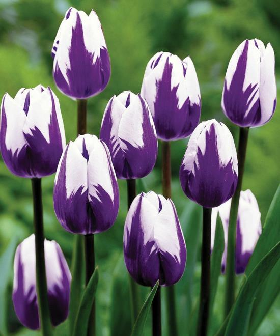συμβουλές σχεδιασμού κήπου λάμπες λουλουδιών τουλίπες λευκό μοβ