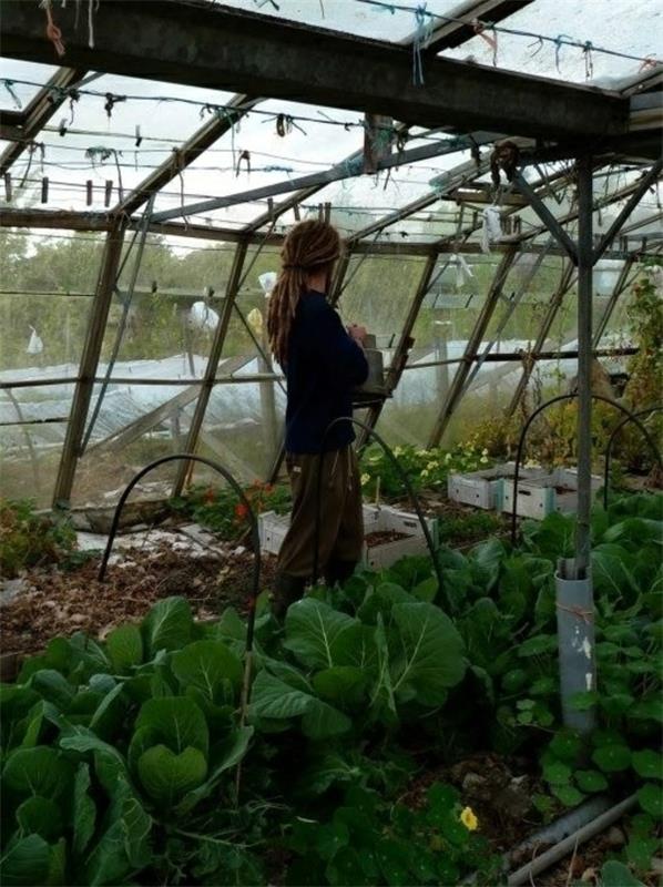 κήπο υπόστεγο φυτά λαχανικά χειμώνα σχεδιασμός κήπου