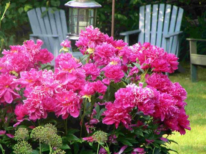 ιδέες κήπου φύτευση λουλουδιών όμορφο χρώμα