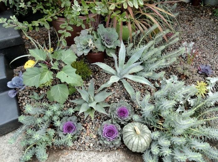 ιδέες κήπου διακοσμητικό βότανο kale φθινόπωρο
