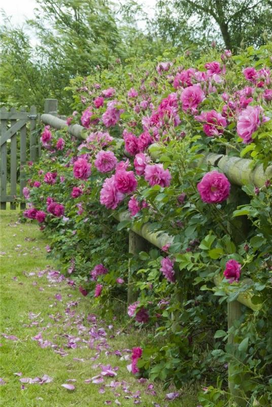 ιδέες κήπου για φράχτη κήπου φρέσκα λουλούδια ομορφαίνουν το φράχτη
