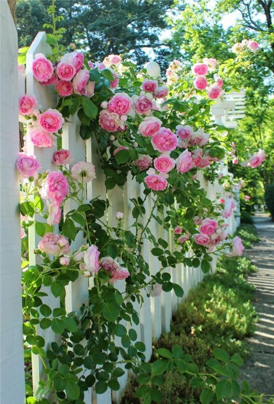 ιδέες κήπου φράχτη κήπου διακοσμούν τριαντάφυλλα εξωτερικά