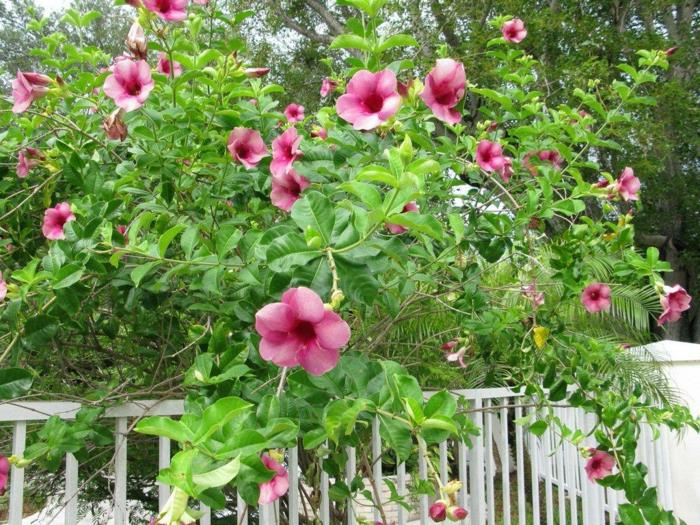 ιδέες κήπου mandevilla φυτά κήπου deco ιδέες κήπος