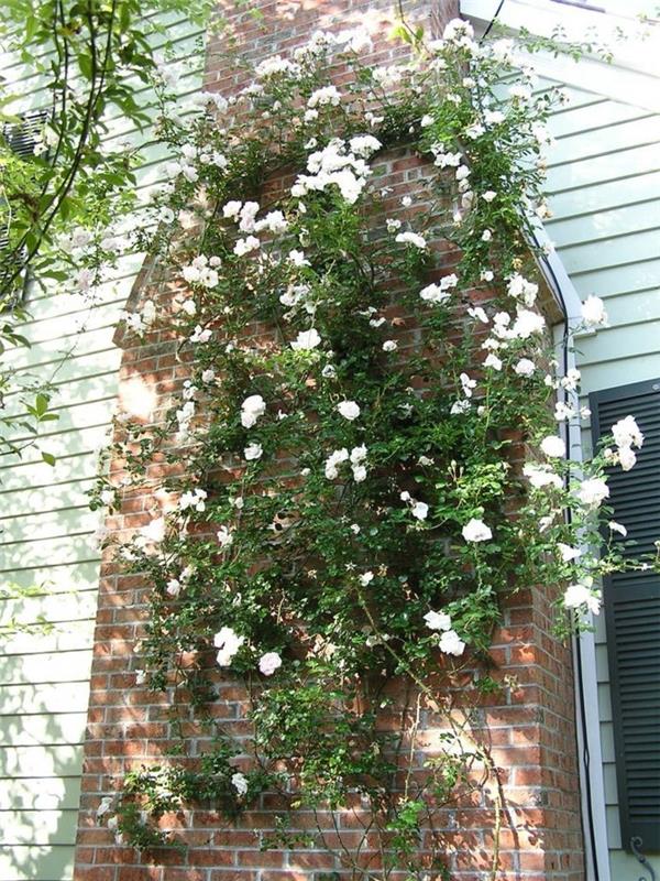 ιδέες κήπου διακοσμούν την πρόσοψη του σπιτιού με αναρριχώμενα τριαντάφυλλα