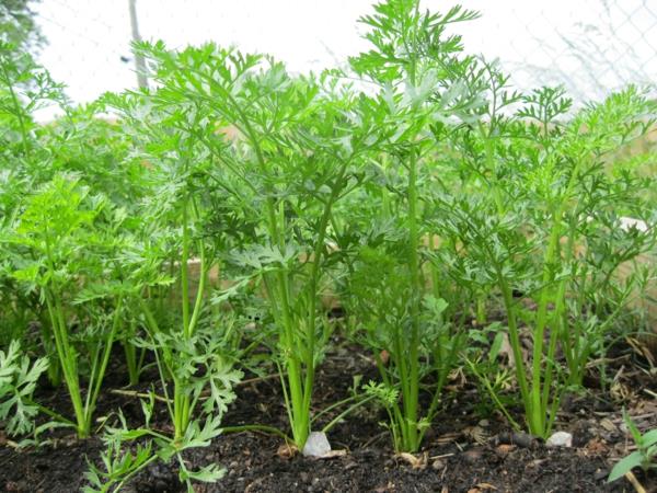 ημερολόγιο κήπου πορεία λαχανικά καρότα φύτευση κηπουρική