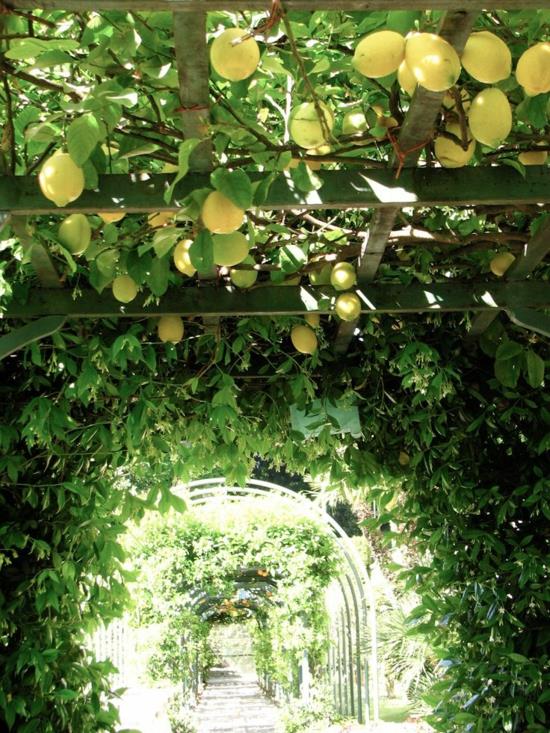 πέργκολα κήπου αναρρίχηση φυτών τούνελ μεσογειακός σχεδιασμός κήπου λεμονιά