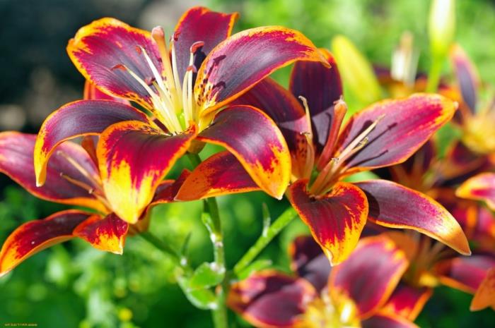 φυτό κήπου μεγάλα λουλούδια αρωματικό πορτοκαλί σκούρο κόκκινο